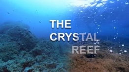 VR电影体验—水晶礁（The Crystal Reef）