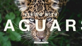 与美洲虎相处VR（Living with Jaguars）